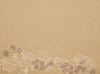 Floral kraft paper set 30 x 40 by 400