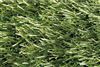 Natural grass carpet GRASS 1x25m