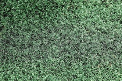 Grass mat type eco-friendly carpet 1mx40m