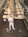 Nilfisk GM80 STD Nilfisk Advance Business